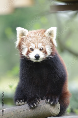 Portrait de Panda Roux