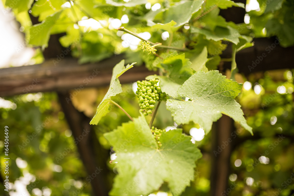 Weinberg und Trauben Weinberg und Trauben