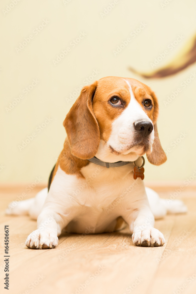 A beagle dog at the age of 2 years, a female lying on the floor and looking