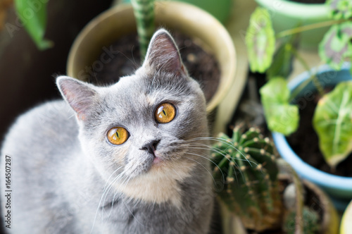 a nice grey cat near cactus flower
