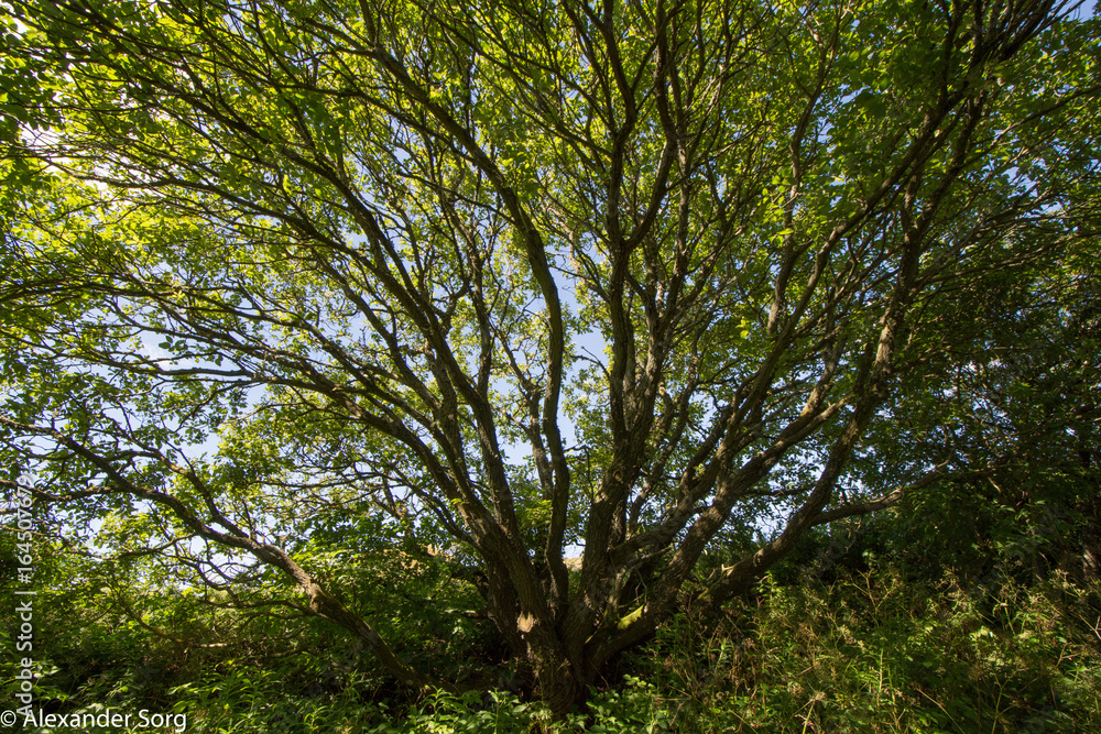 Obraz premium Wedge shaped tree