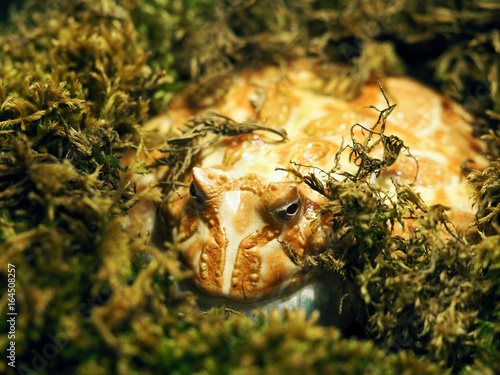 Toad aga in moss, Bufo marinus photo