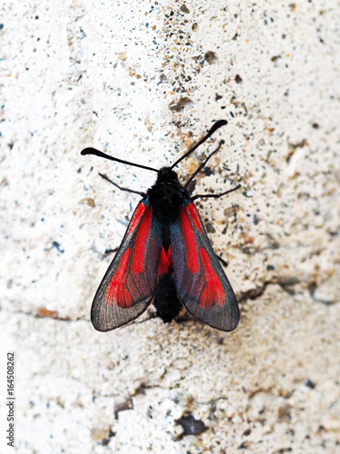 Tropical red and black butterfly vampire, Noctuidae, Calyptra, vampire moth. Bloodsucking insect photo