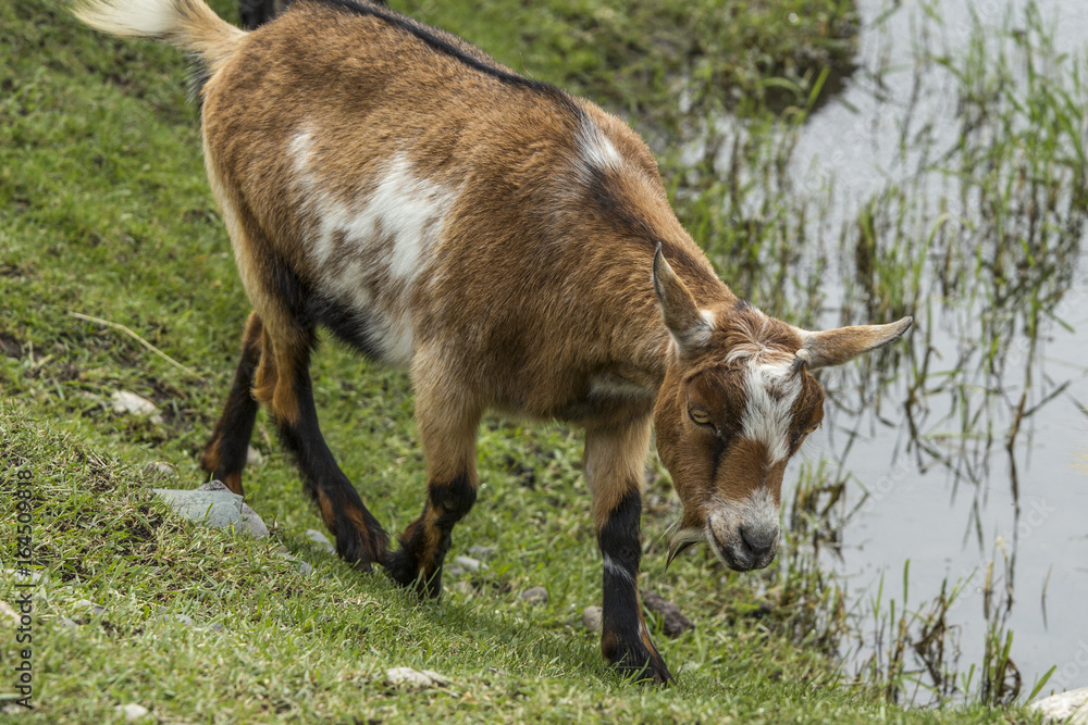 Obraz premium Goat by the pond.