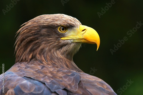 White-tailed eagle- closeup picture of the head and yellow beak