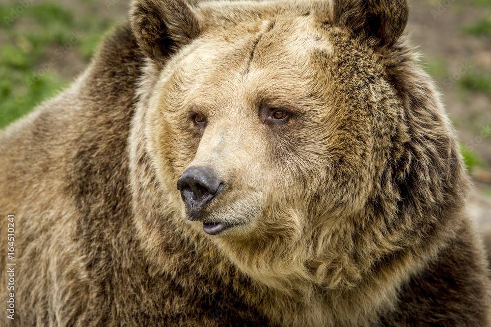 The face of a grizzly bear.