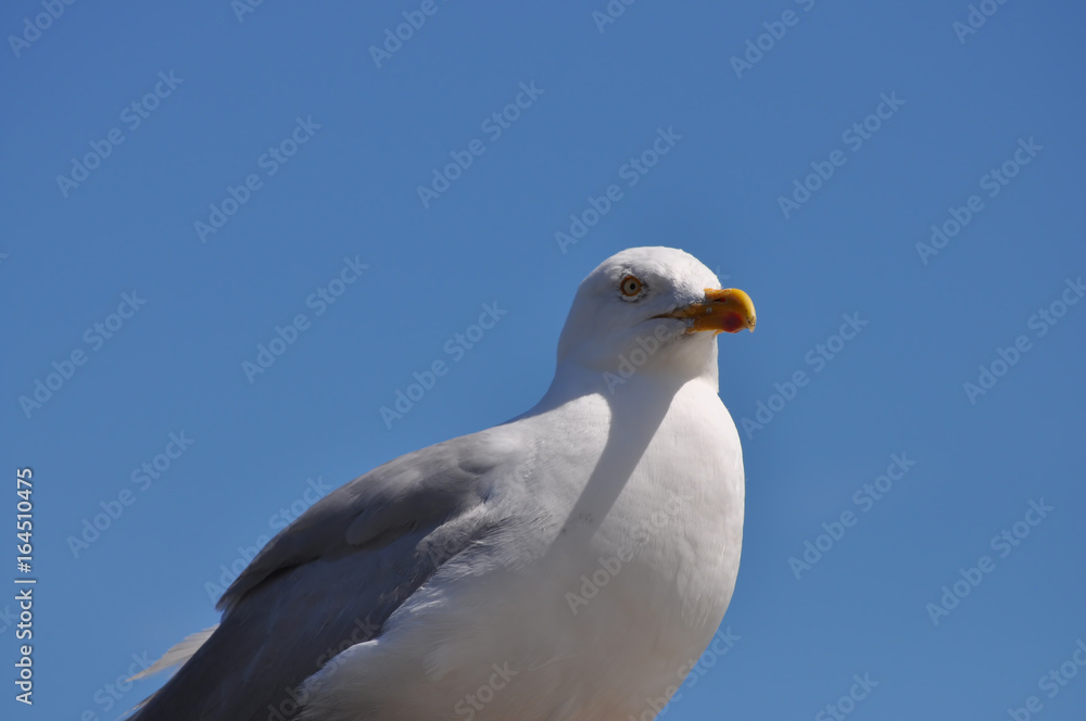 Nahaufnahme einer aufmerksamen, stehenden Möwe Nahaufnahme einer aufmerksamen, stehenden Möwe