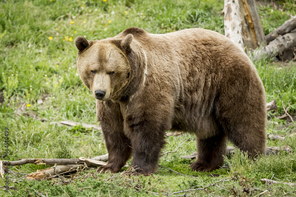 Fototapeta premium A sideview of a captive grizzly bear in Montana.