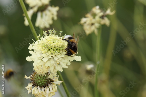 Fototapeta Naklejka Na Ścianę i Meble -  Gelbe Skabiose oder Gelb-Skabiose (Scabiosa ochroleuca)