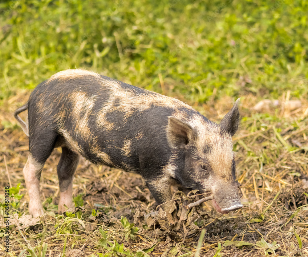 Ossabaw Island hog Ossabaw Island hog