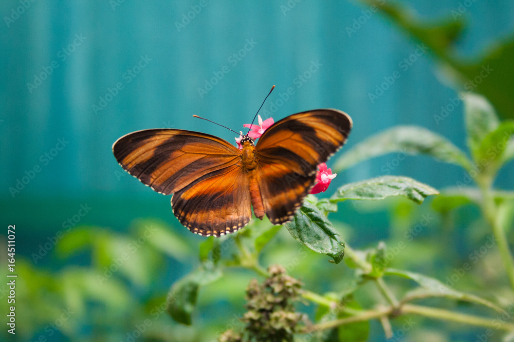 Fototapeta premium Butterfly in Monteverde