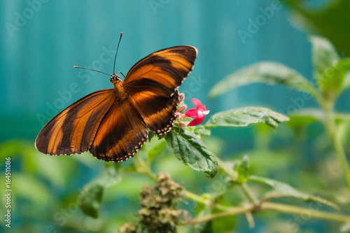 Butterfly in Monteverde