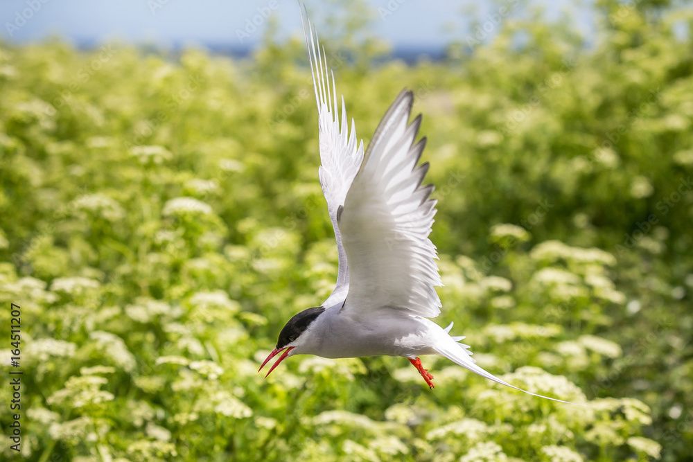 Artic Turns Farnes Island - Sterna paradisaea Artic Turns Farnes Island - Sterna paradisaea