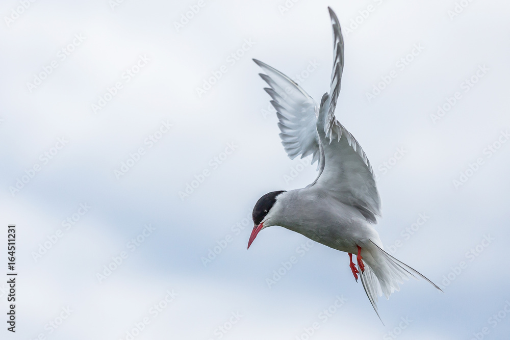 Obraz premium Artic Turns Farnes Island - Sterna paradisaea