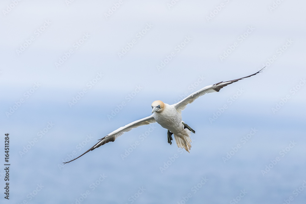 Gannet Over Cliffs At Bempton Gannet Over Cliffs At Bempton