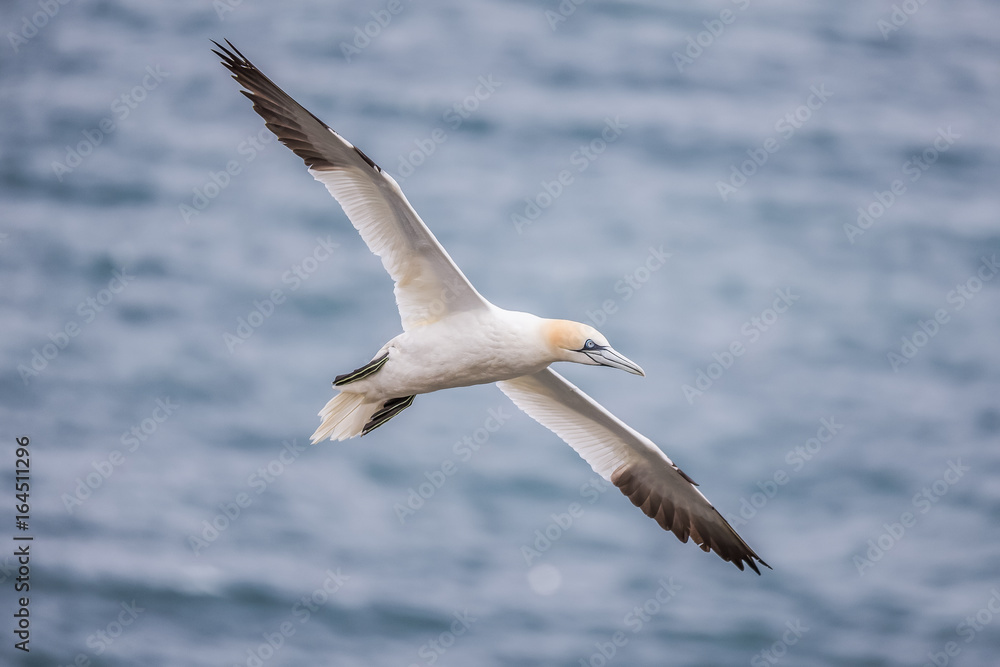 Fototapeta premium Gannet Over Cliffs At Bempton