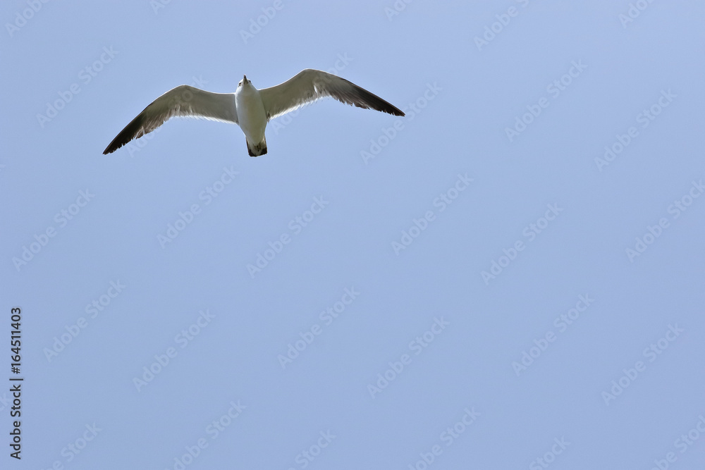 Obraz premium カモメ