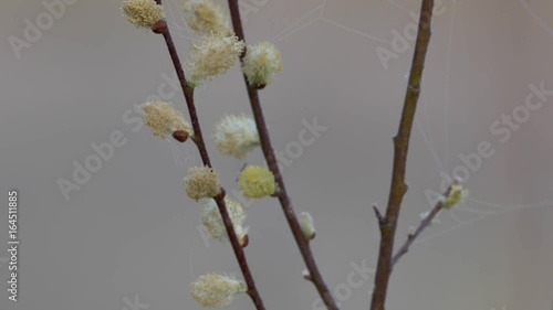 Easter willow branches. Willow branches on the nature. Pussy willow branches with blue background. Young leaves. Spring. Pussy willow branches with white catkins photo