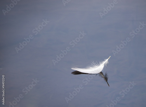 White feather floating on calm water