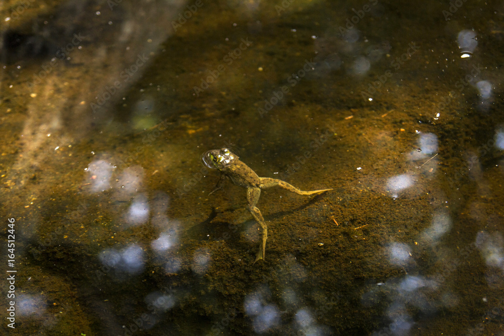 Frog Frog