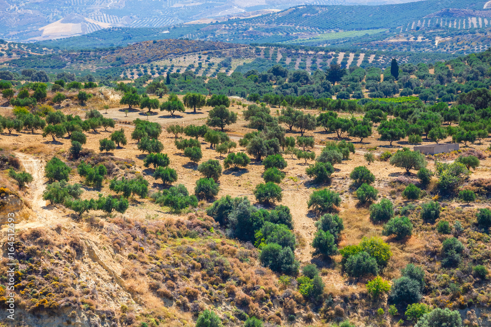 olive fields on Crete Island in Greece, Cretan landscape