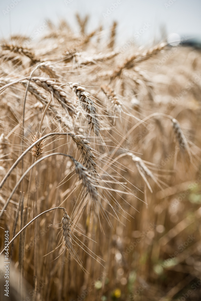 Fototapeta premium Wheat field