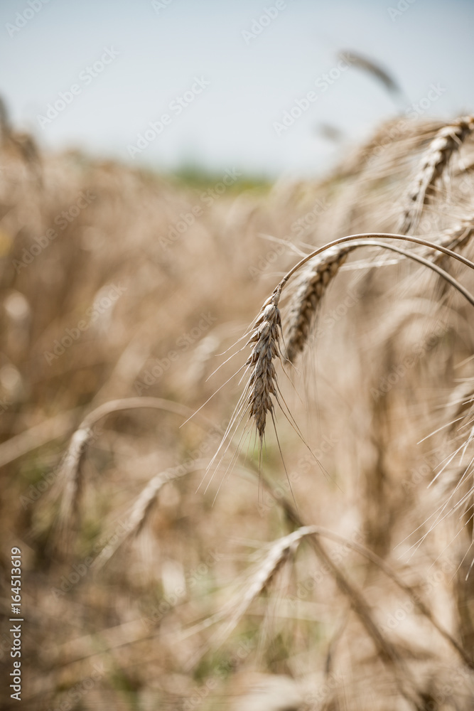 Fototapeta premium Wheat field