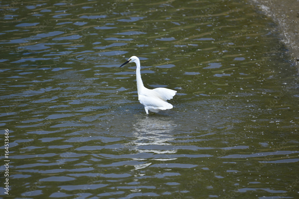 Fototapeta premium egrets