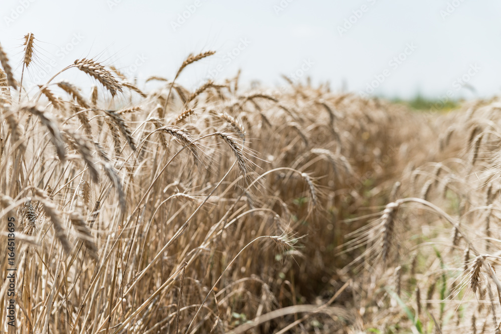Fototapeta premium Wheat field