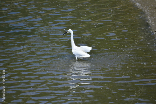 egrets