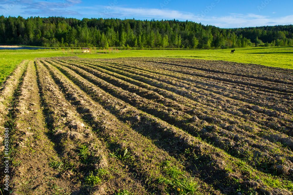 Plowed field. Rural landscape.