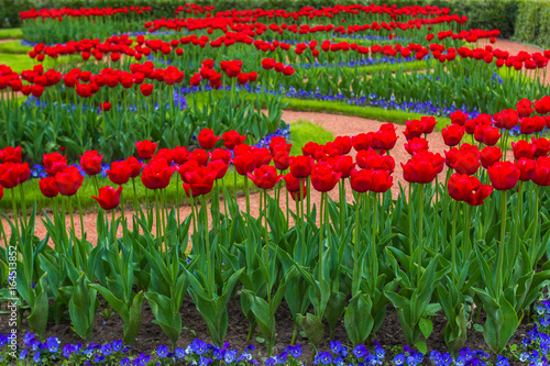 Scarlet tulips. Bright colors.