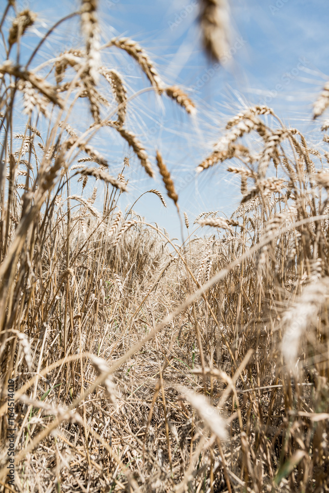 Fototapeta premium Wheat field
