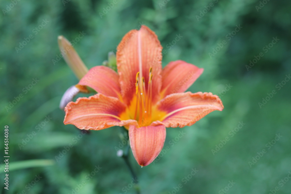 Fototapeta premium Hémérocalle