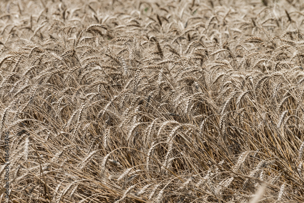 Wheat field Wheat field