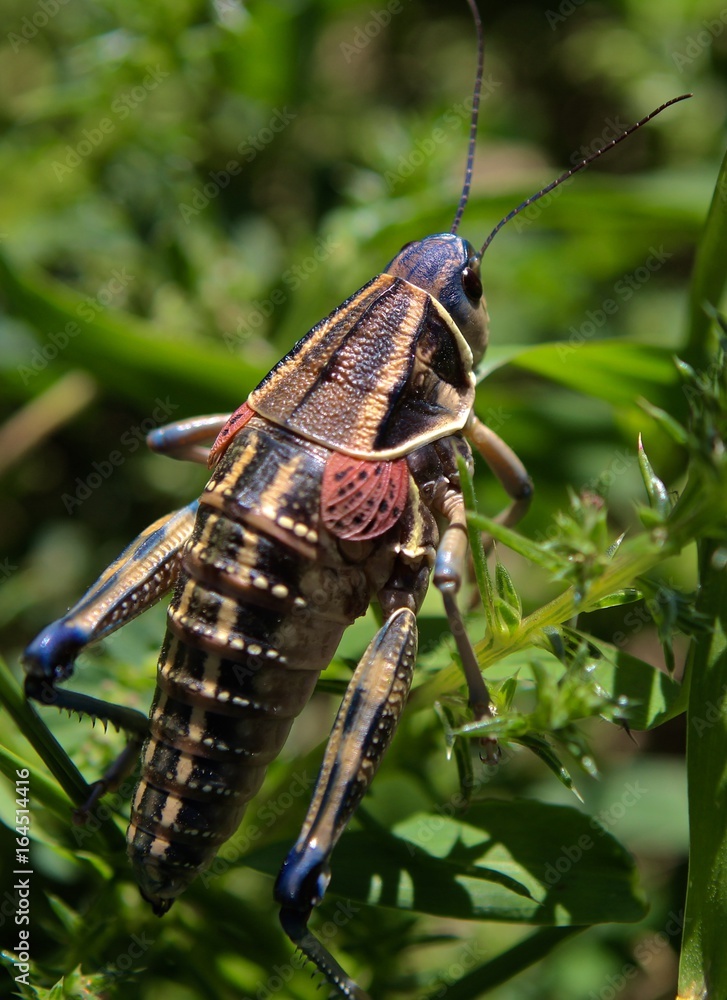 Fototapeta premium Grass Hoppers