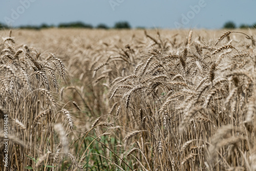 Wheat field