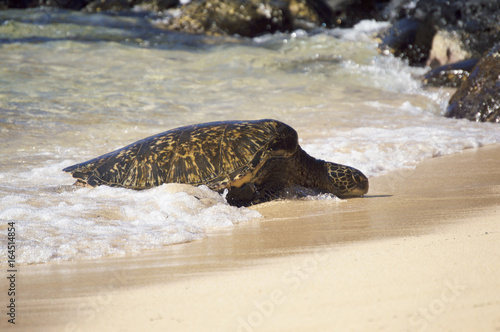 Turtle Arrival