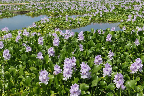 фотографія Water hyacinth