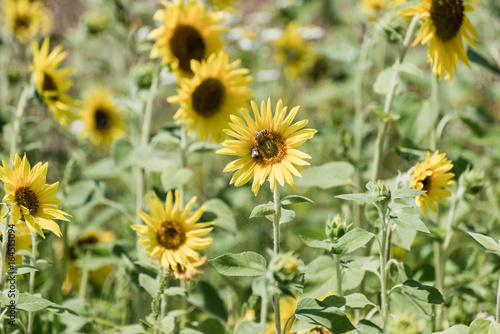 Sunflower field