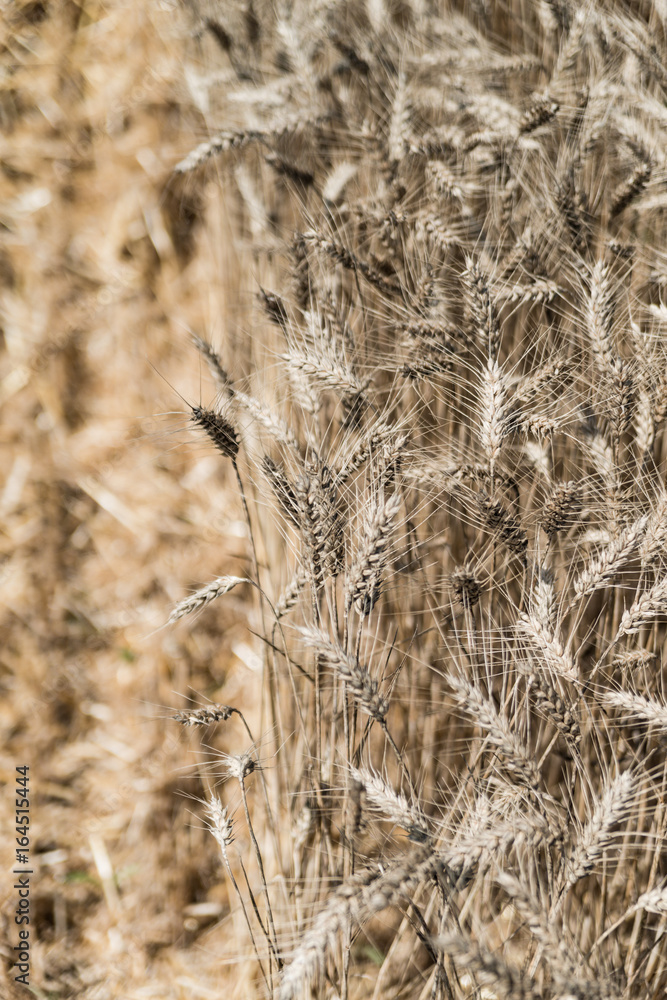 Fototapeta premium Wheat field