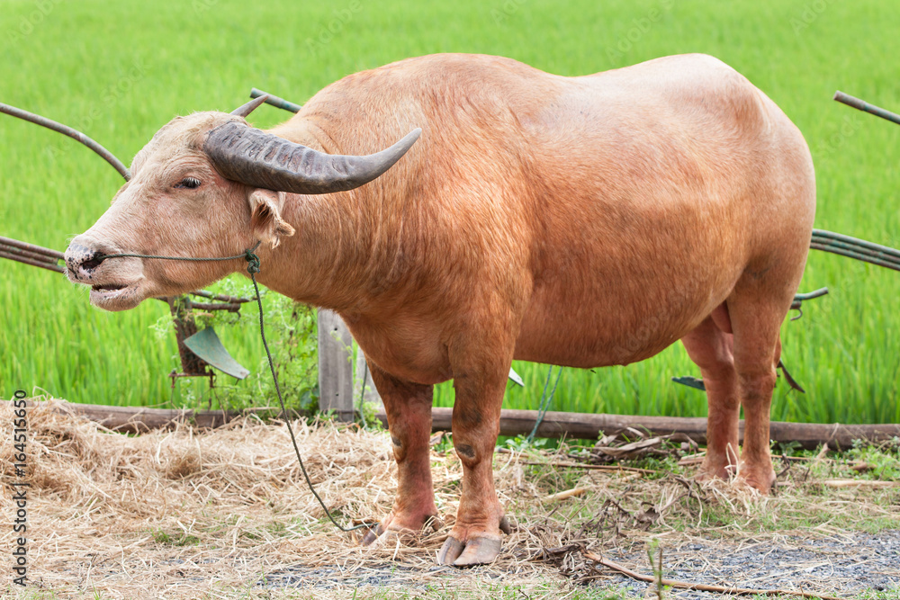 Albino buffalo standing has field background. Albino buffalo standing has field background.
