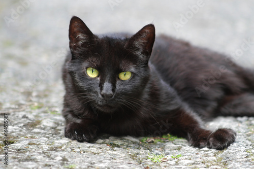 Schwarze Katze liegt auf Gehweg