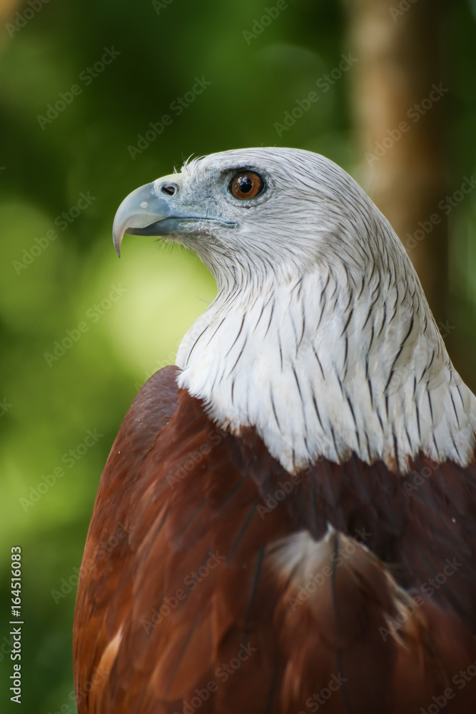Hawk, Hawk eyes, red wing color hawk, Brahminy Kite is Flying Predators and powerful hawk that use to control other bird in farmer, biological control Hawk, Hawk eyes, red wing color hawk, Brahminy Kite is Flying Predators and powerful hawk that use to control other bird in farmer, biological control