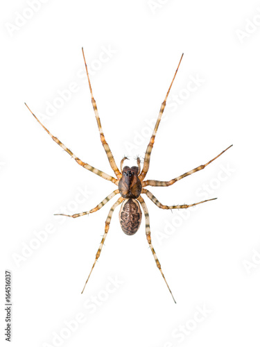 Spider Insect Isolated on White © nechaevkon