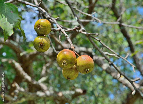 Wild pears 1