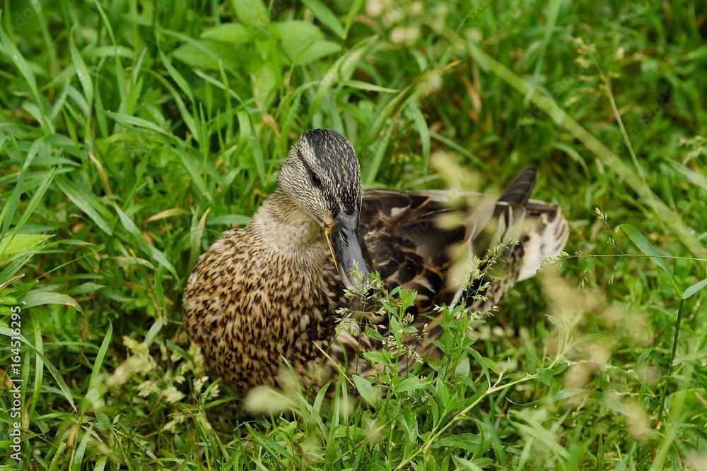 Beautiful brown duck in green grass view Beautiful brown duck in green grass view