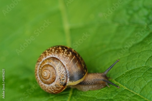 Beautiful brown snail on green leaves