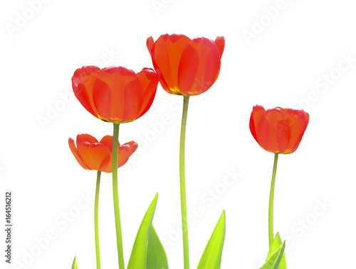 Tulips 18