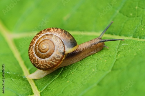 Beautiful brown snail on green leaves